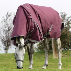 WeatherBeeta ComFiTec Plus Dynamic II Detach-A-Neck Medium -Exquisite Equestrian Equipment Store 1006917010 wb cft pdynmc ii dan grazing image lifestyle2 12 jpg