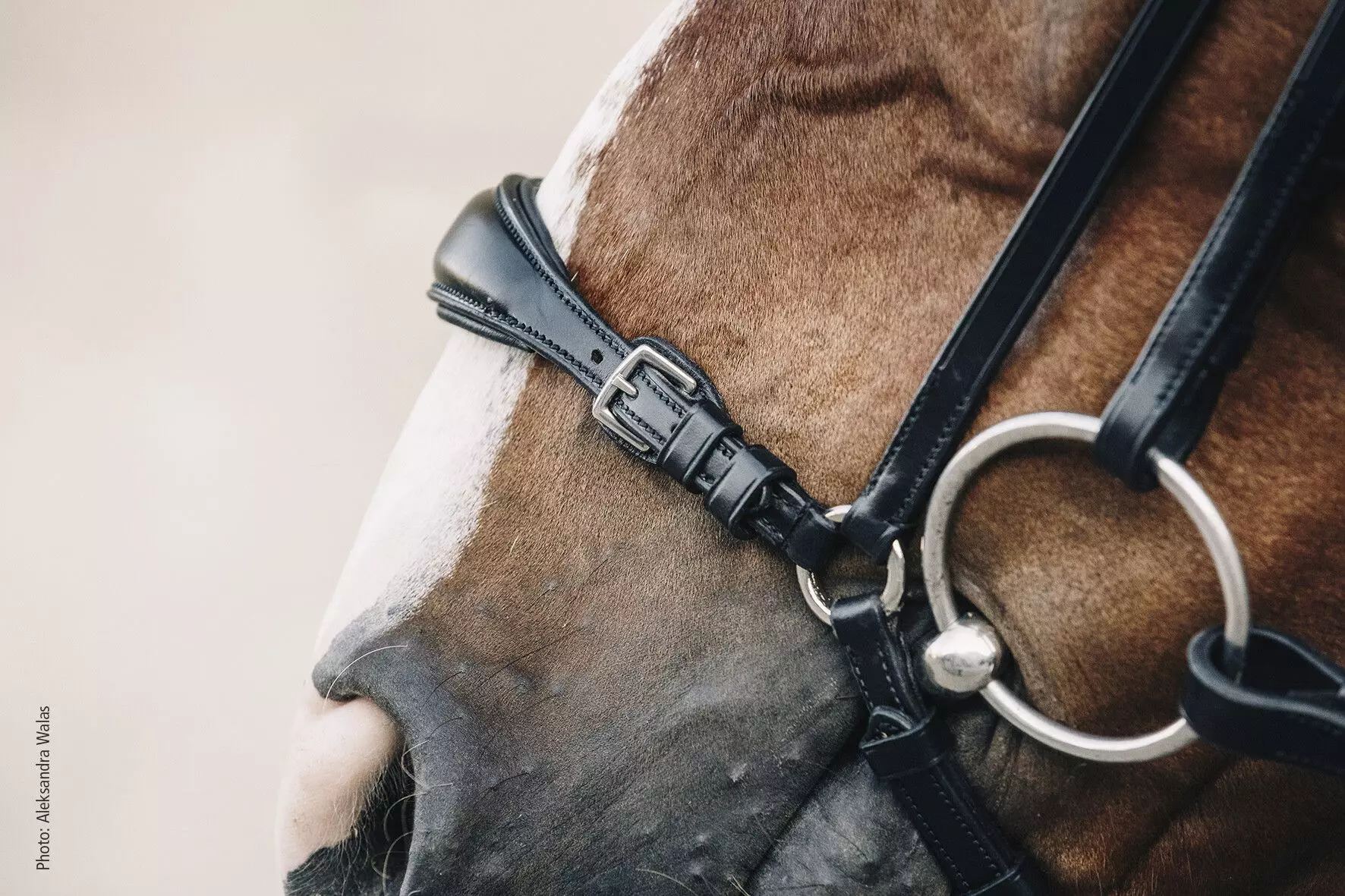 Schockemohle Anatomic Seattle Bridle 15 Schockemohle Anatomic Seattle Bridle - Image 13