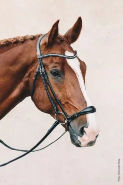 Schockemohle Anatomic Seattle Bridle 39 Schockemohle Anatomic Seattle Bridle -Exquisite Equestrian Equipment Store 1101 00054 seattle img15 2 jpg