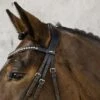 Schockemohle Anatomic Brantford Dressage Bridle -Exquisite Equestrian Equipment Store 1101 00059 brantford img88 2
