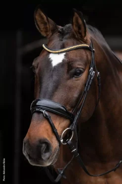 Schockemohle Stanton Select Anatomical Bridle -Exquisite Equestrian Equipment Store 1101 00060 stantonselect black patent orange silver img35 1 jpg