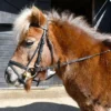 Windsor. Windsor Small Pony Flash Bridle(inc Reins) -Exquisite Equestrian Equipment Store 215 shetland bridle web 1 3 jpg