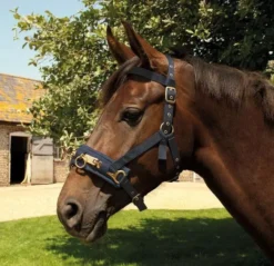 Rhinegold Nylon Lunge Cavesson -Exquisite Equestrian Equipment Store 304 navy 1 2 jpg