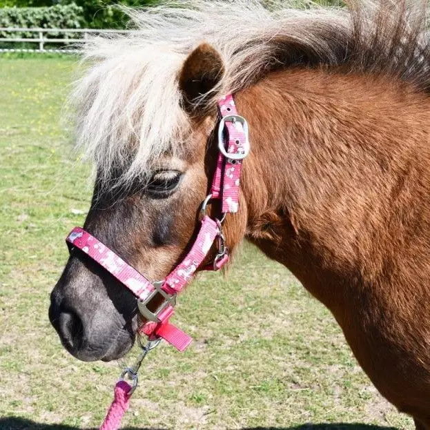 Rhinegold Unicorn Padded Headcollar And Matching Leadrope Set 8 Rhinegold Unicorn Padded Headcollar And Matching Leadrope Set - Image 6
