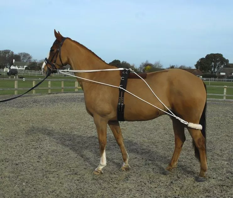 Rhinegold Training System With Roller Included 3 Rhinegold Training System With Roller Included