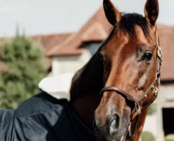 Kentucky Horsewear Kentucky Horse Bib Wither Protection -Exquisite Equestrian Equipment Store 485a9543 1 1 jpg