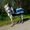 Rhinegold Fleece 3/4 Ride-On Rug 2 Rhinegold Fleece 3/4 Ride-On Rug -Exquisite Equestrian Equipment Store 628 oversad sized 1 1 jpg