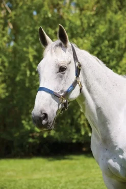 Kincade Leather Web Headcollar -Exquisite Equestrian Equipment Store 811586 1 jpg