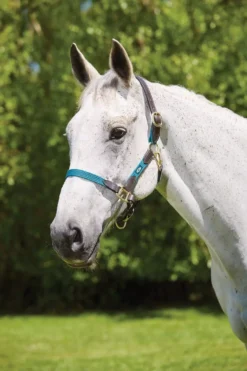 Kincade Leather Web Headcollar -Exquisite Equestrian Equipment Store 815211 1 1 jpg