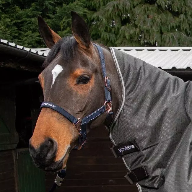 John Whitaker Bradshaw Headcollar Iwth Rose Gold Fittings 17 John Whitaker Bradshaw Headcollar Iwth Rose Gold Fittings - Image 15