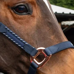 John Whitaker Bradshaw Headcollar Iwth Rose Gold Fittings 33 John Whitaker Bradshaw Headcollar Iwth Rose Gold Fittings -Exquisite Equestrian Equipment Store bradshaw headcollar 5 1000x1000 3 jpg