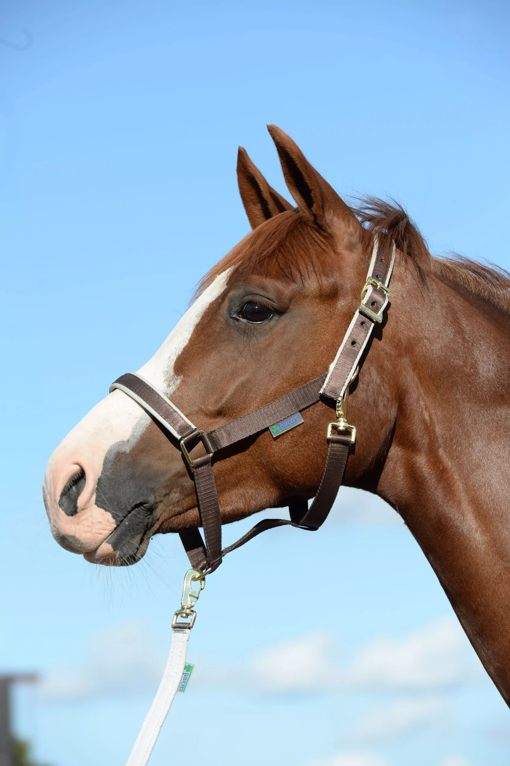 Bucas Dublin Padded Luxury Headcollar 3 Bucas Dublin Padded Luxury Headcollar