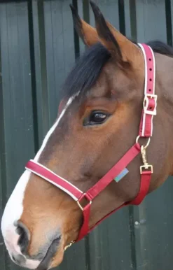 Bucas Dublin Padded Luxury Headcollar 25 Bucas Dublin Padded Luxury Headcollar -Exquisite Equestrian Equipment Store bucas dublin horse halter ruby red 3 png