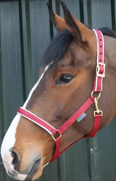 Bucas Dublin Padded Luxury Headcollar 6 Bucas Dublin Padded Luxury Headcollar - Image 4