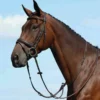 Collegiate Syntovia+ Plain Flat Running Martingale 1 Collegiate Syntovia+ Plain Flat Running Martingale -Exquisite Equestrian Equipment Store collegiate syntovia plain flat running martingale brown 2 jpg