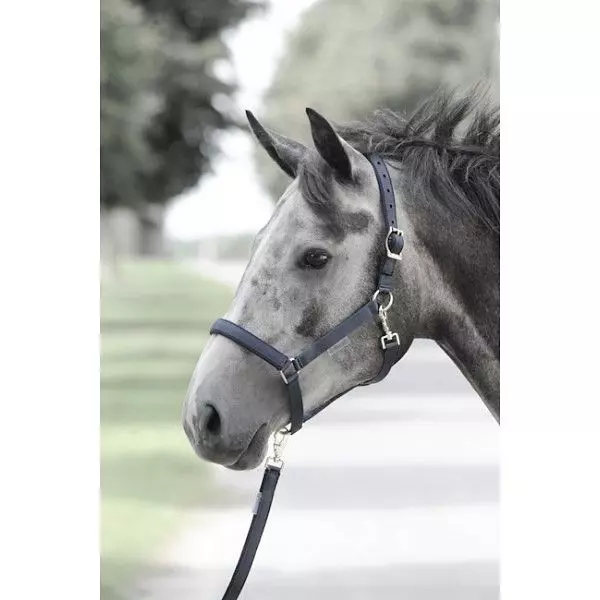 Bucas Dublin Padded Luxury Headcollar 13 Bucas Dublin Padded Luxury Headcollar - Image 11