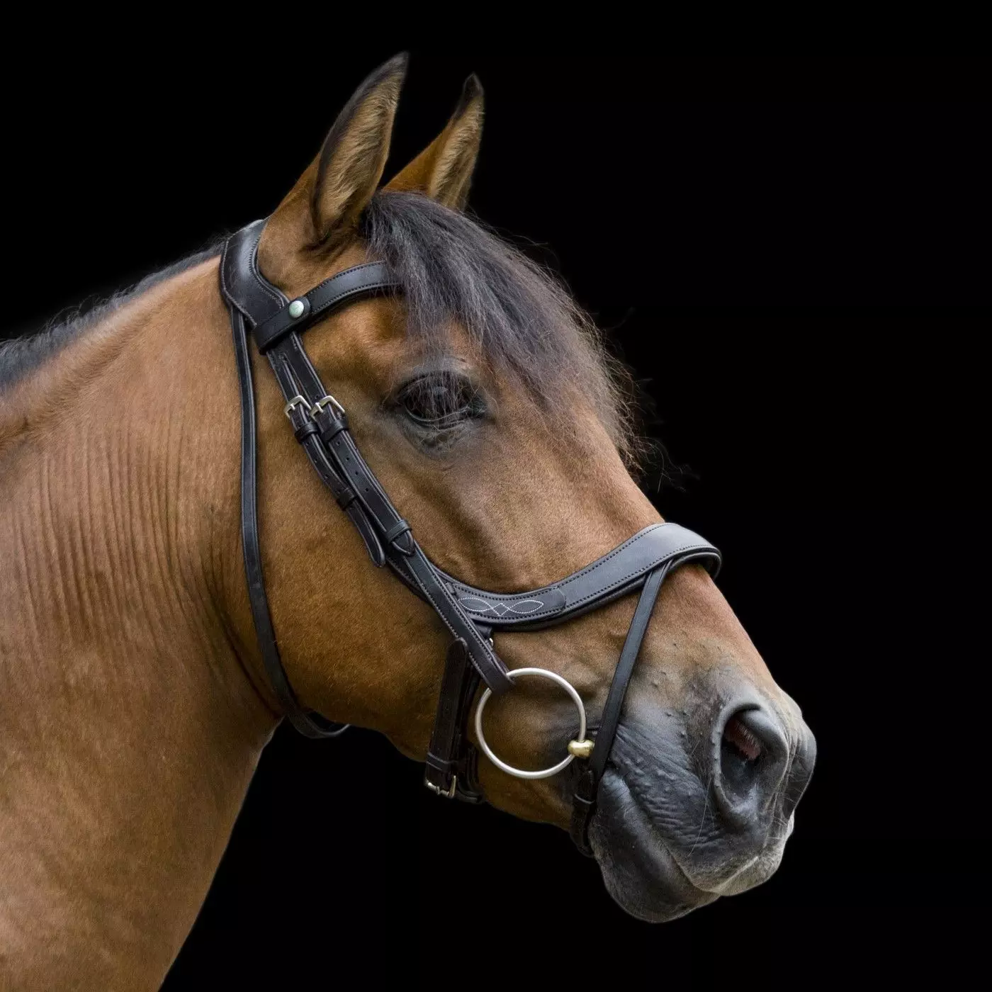 EcoRider Freedom Comfort Bridle 22 EcoRider Freedom Comfort Bridle - Image 20