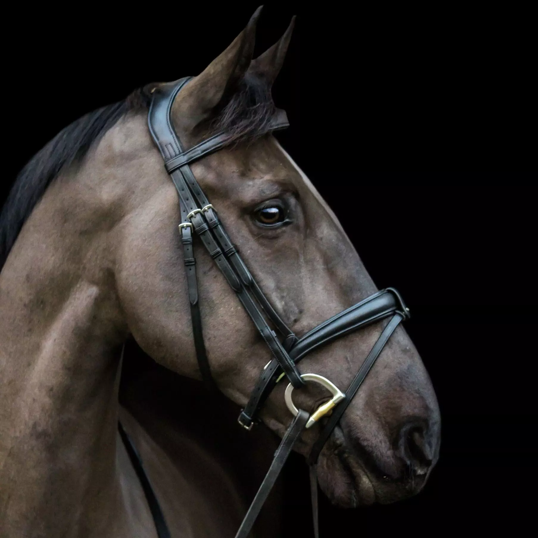 EcoRider Ecosoft Luxe Bridle 15 EcoRider Ecosoft Luxe Bridle - Image 13