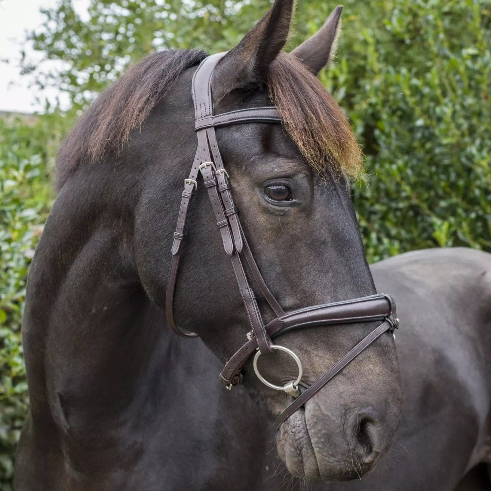 EcoRider Ecosoft Luxe Bridle 12 EcoRider Ecosoft Luxe Bridle - Image 10