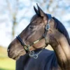 LeMieux Rope Control Headcollar -Exquisite Equestrian Equipment Store it03442 lifestyle ropecontrolheadcollar black 2 copy 1 jpg