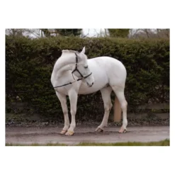 Cameo Equine Anatomic Leather Headcollar -Exquisite Equestrian Equipment Store p ana lea head col c230 12 3 jpg