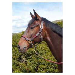 Cameo Equine Anatomic Leather Headcollar -Exquisite Equestrian Equipment Store p ana lea head col c230 15 2 jpg