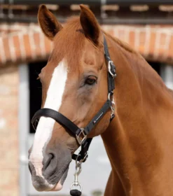 Premier Equine Plain Padded Horse Head Collar -Exquisite Equestrian Equipment Store plain padded head collar black 1 jpg