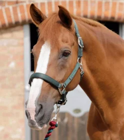 Premier Equine Plain Padded Horse Head Collar -Exquisite Equestrian Equipment Store plain padded head collar green 1 jpg
