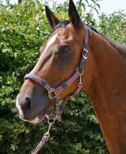 Hy Multicolour Adjustable Head Collar With Rope 25 Hy Multicolour Adjustable Head Collar With Rope -Exquisite Equestrian Equipment Store pr 26723 hy multicolour head collar and lead rope 04 2 1 jpg