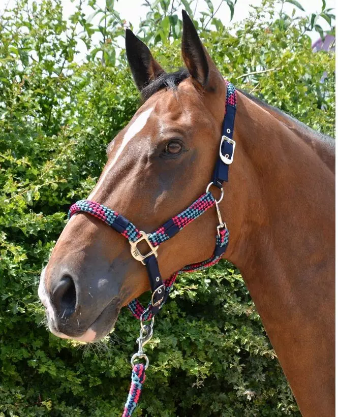 Hy Multicolour Adjustable Head Collar With Rope 10 Hy Multicolour Adjustable Head Collar With Rope - Image 8