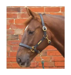 Hy Leather Head Collar -Exquisite Equestrian Equipment Store pr 2977 hy leather head collar 01 1 jpg