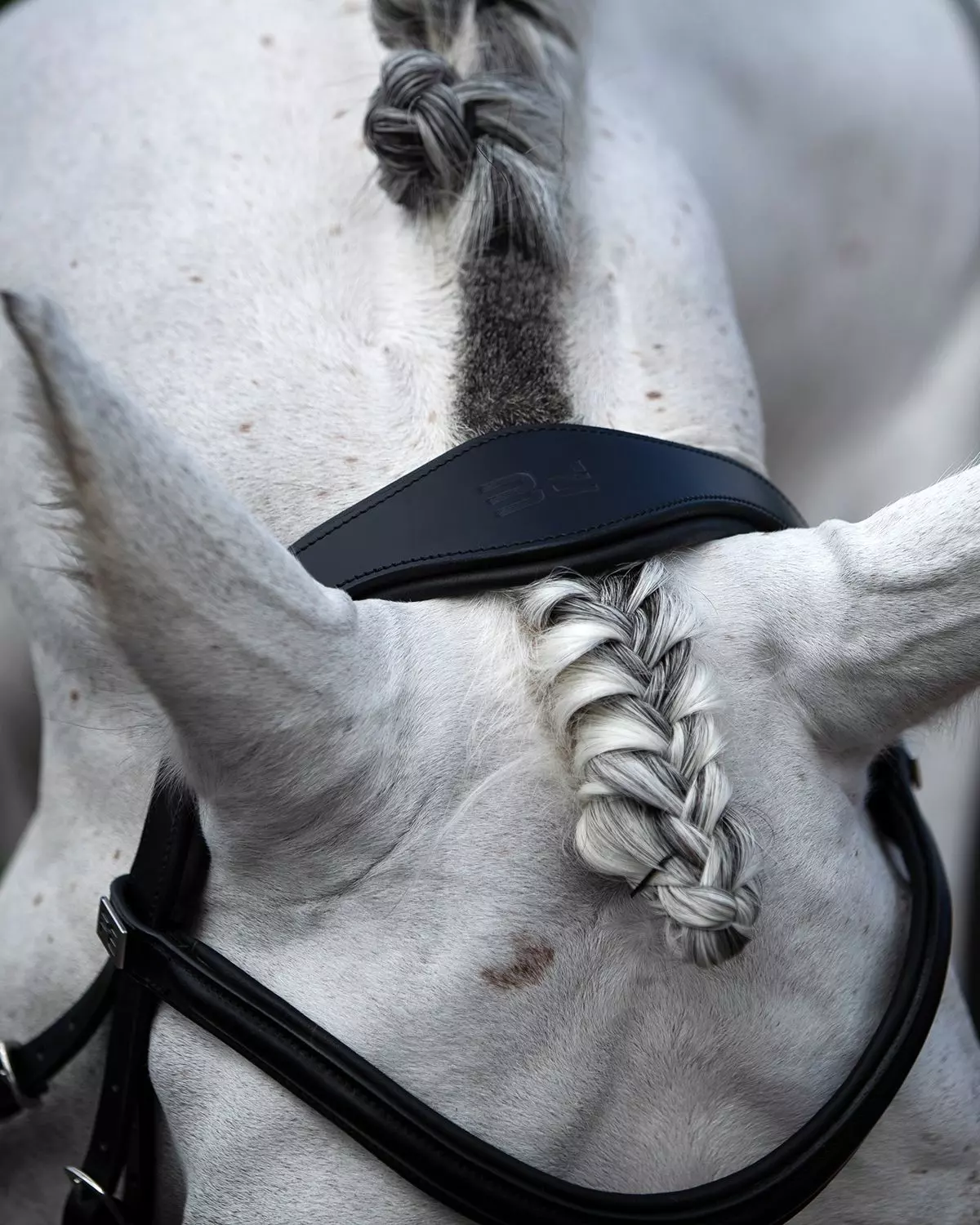 Premier Equine Rizzo Anatomic Snaffle Bridle With Flash 8 Premier Equine Rizzo Anatomic Snaffle Bridle With Flash - Image 6