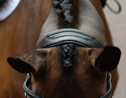 Collegiate ComfiTec Vogue Anatomical Bridle -Exquisite Equestrian Equipment Store voguebl3 2 jpg